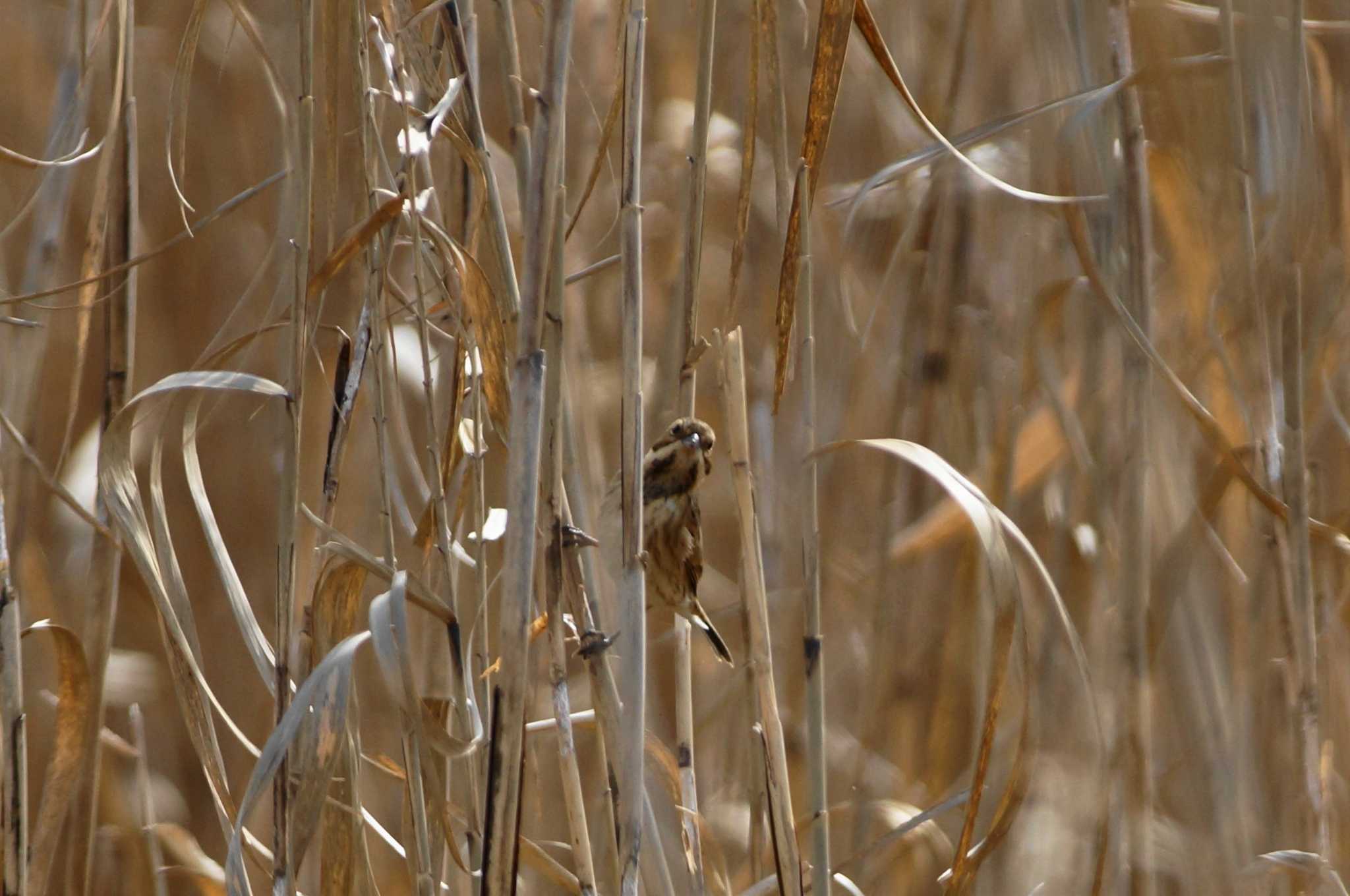 Common Reed Bunting