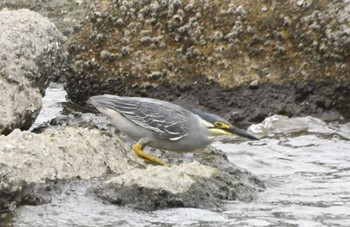 Sun, 6/9/2024 Birding report at Tokyo Port Wild Bird Park