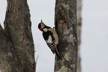 エゾアカゲラ 北海道 函館市 見晴公園 2019年1月14日(月)