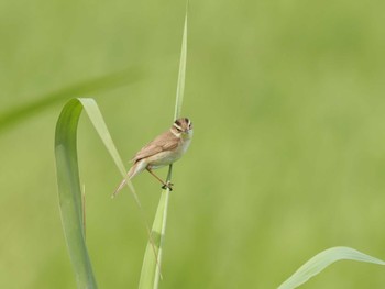 Sun, 6/9/2024 Birding report at Watarase Yusuichi (Wetland)