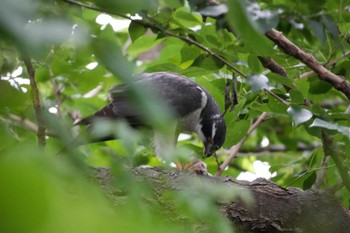 2024年6月9日(日) 多摩川の野鳥観察記録