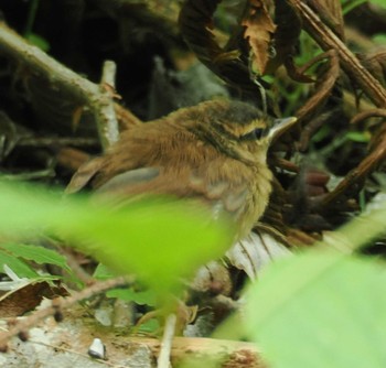 Asian Stubtail Karuizawa wild bird forest Sun, 6/9/2024