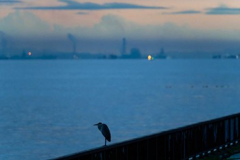 Sun, 10/15/2023 Birding report at 若洲緑道公園