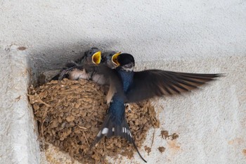 Barn Swallow 壱岐 印通寺港 Sun, 6/9/2024