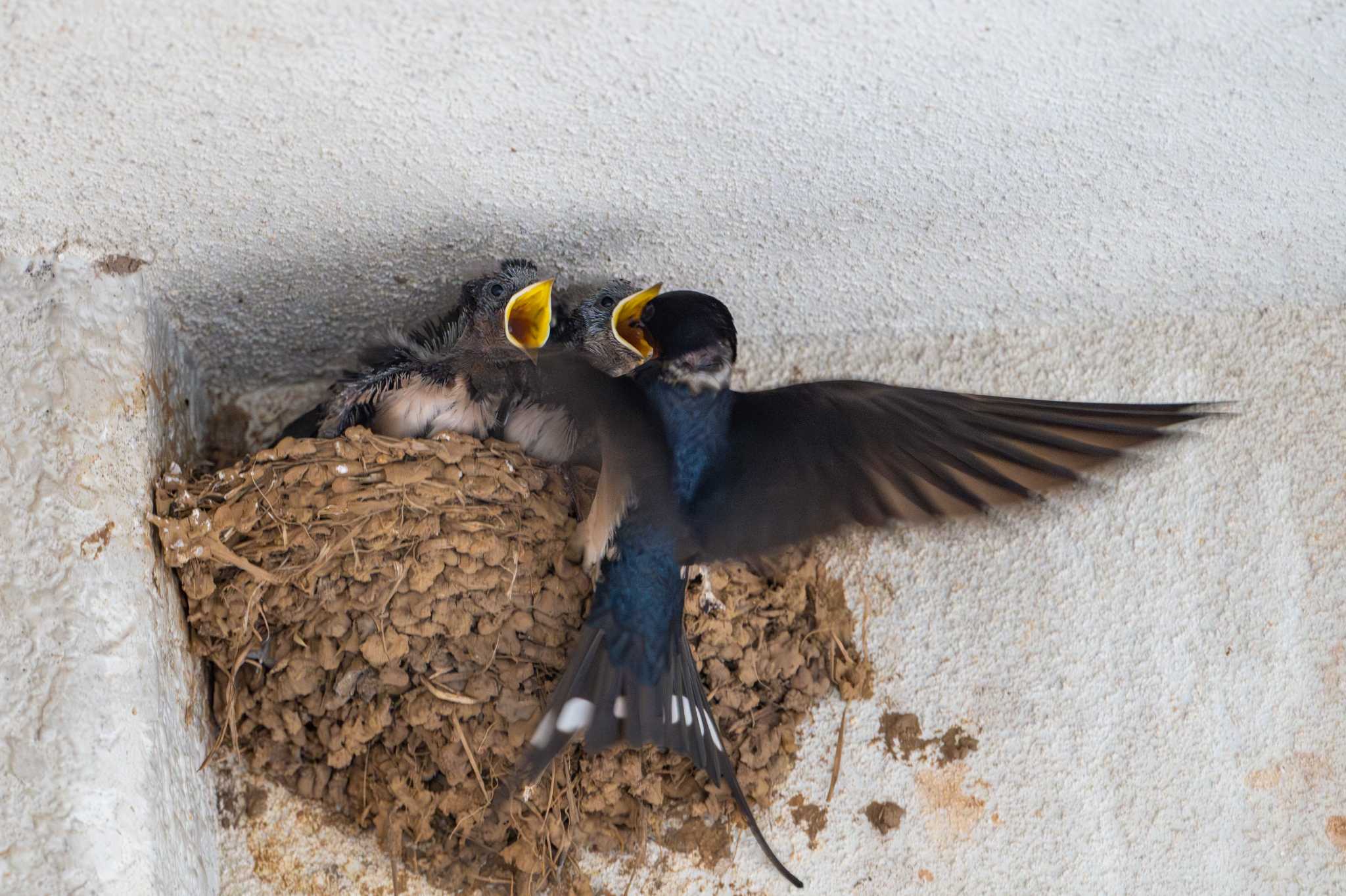 Photo of Barn Swallow at 壱岐 印通寺港 by たけし