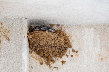 Barn Swallow 壱岐 印通寺港 Sun, 6/9/2024