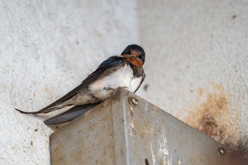 Barn Swallow 壱岐 印通寺港 Sun, 6/9/2024