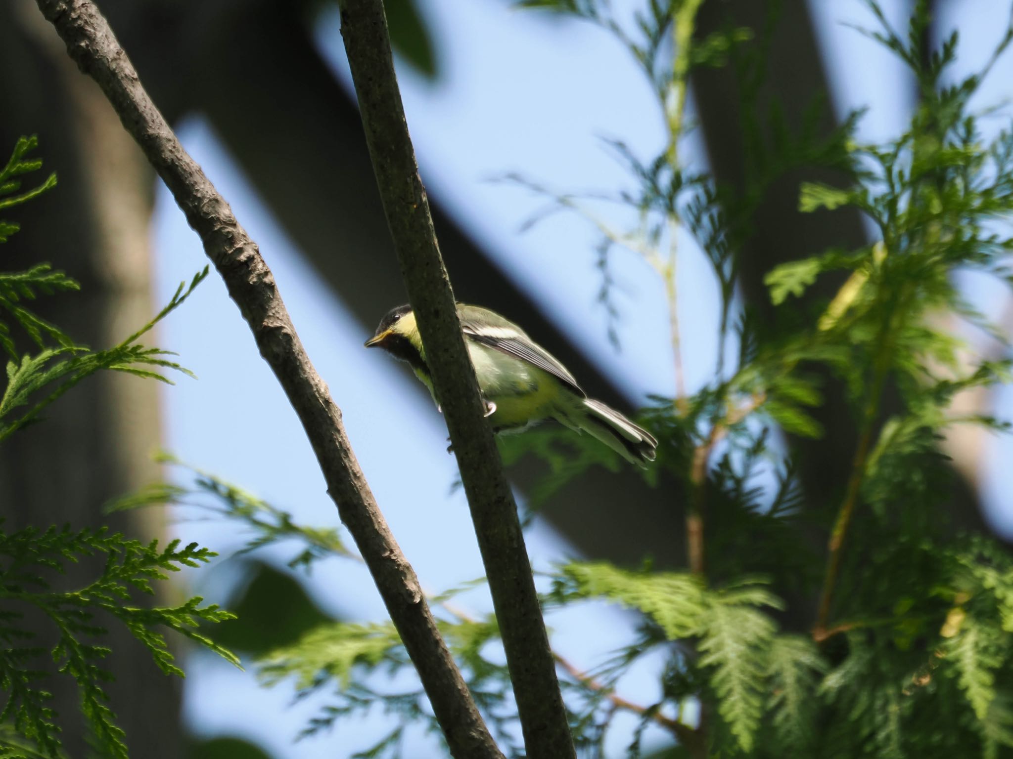 Japanese Tit