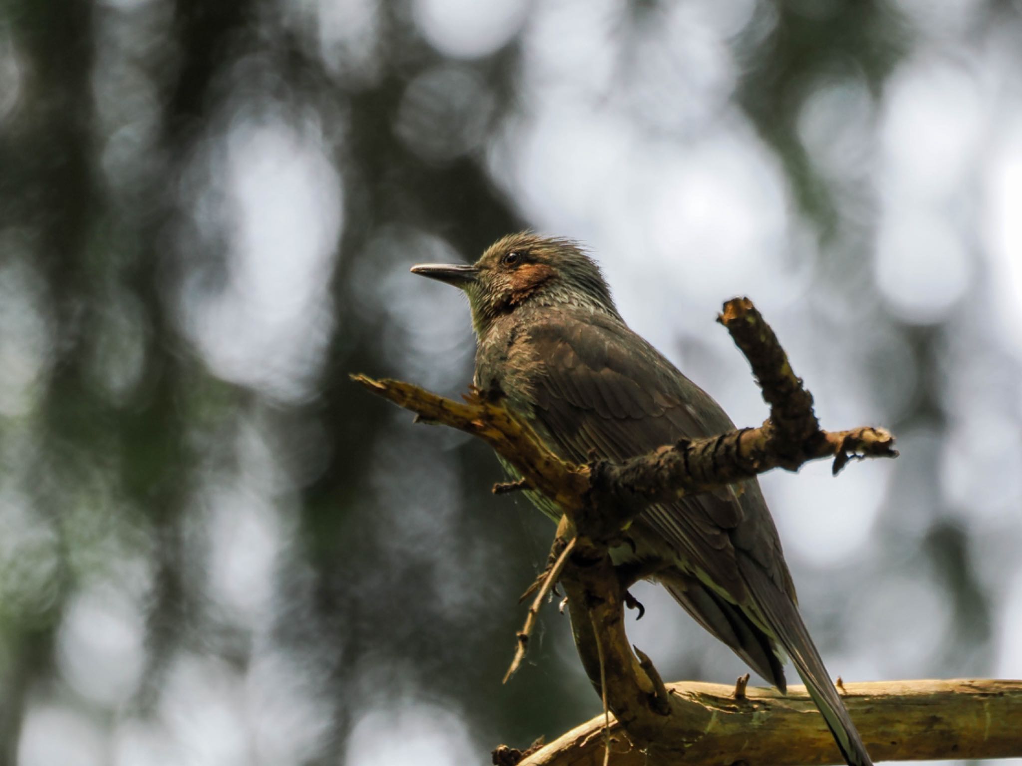 Brown-eared Bulbul