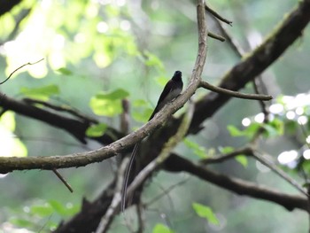 Tue, 6/11/2024 Birding report at 八王子城跡