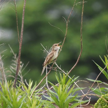 Oriental Reed Warbler 姫路城 Tue, 6/11/2024