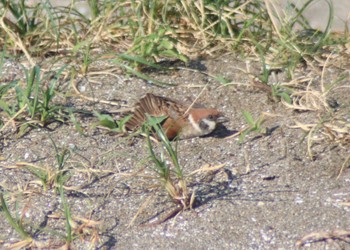 Eurasian Tree Sparrow 稲毛海浜公園 Wed, 6/12/2024