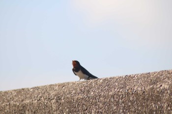 Barn Swallow 稲毛海浜公園 Wed, 6/12/2024