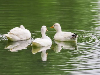 2024年5月19日(日) じゅん菜池緑地(蓴菜池緑地)の野鳥観察記録