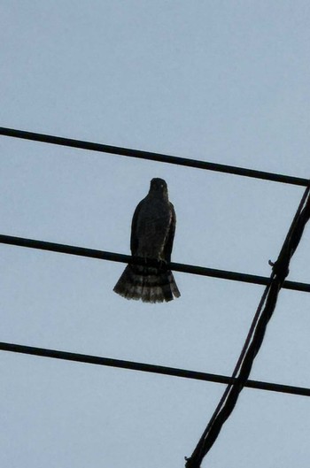 2024年6月12日(水) 徒歩圏内n(23区西部)の野鳥観察記録