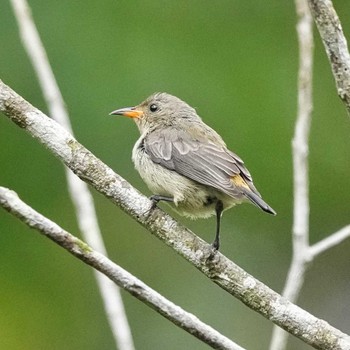 Plain Flowerpecker カオヤイ国立公園 2024年6月5日(水)