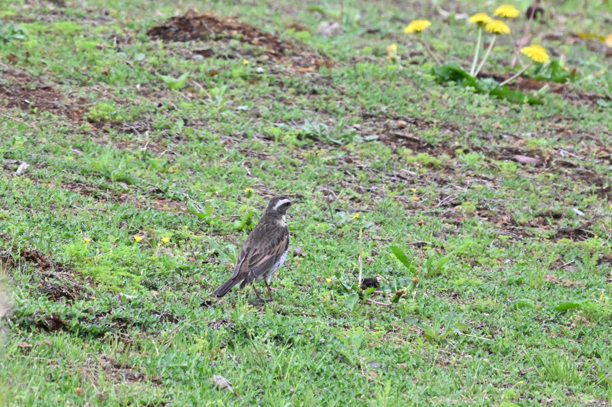 Dusky Thrush