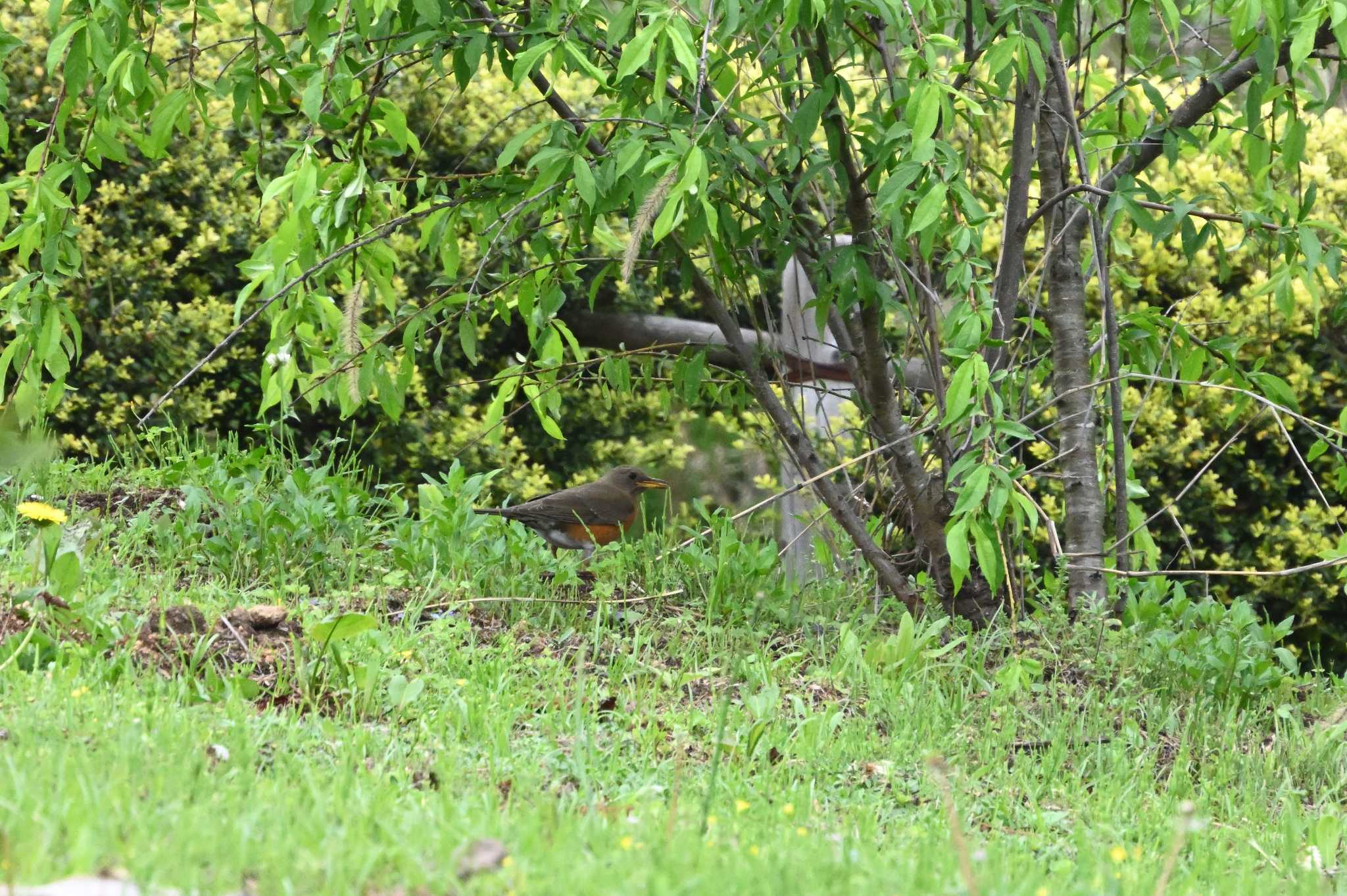 Brown-headed Thrush