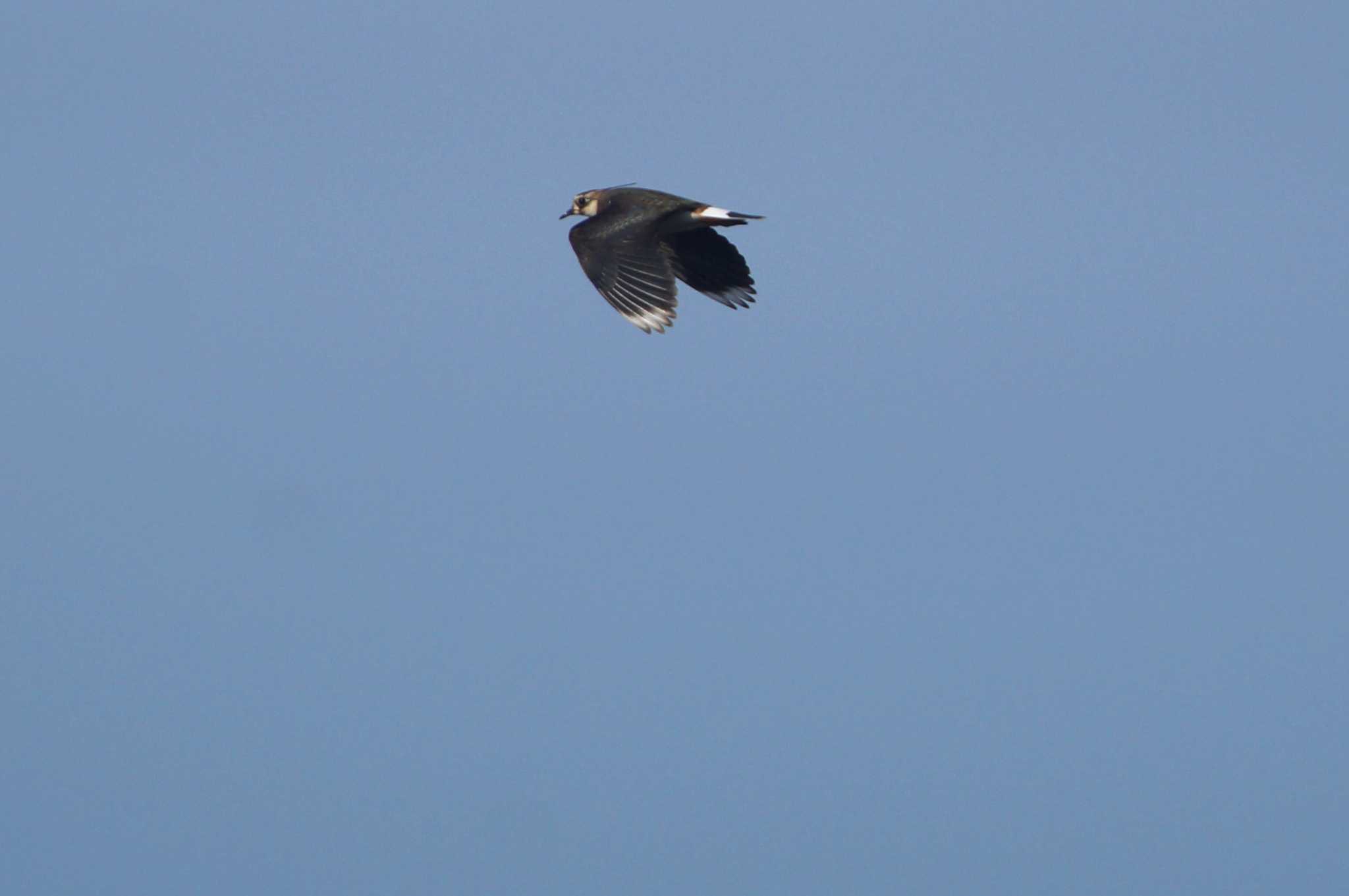 Northern Lapwing