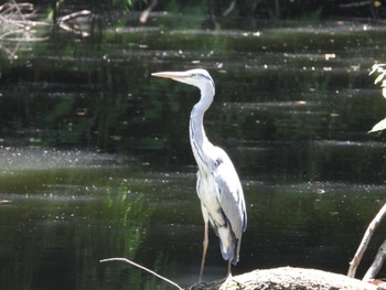 Wed, 6/12/2024 Birding report at 早野聖地公園