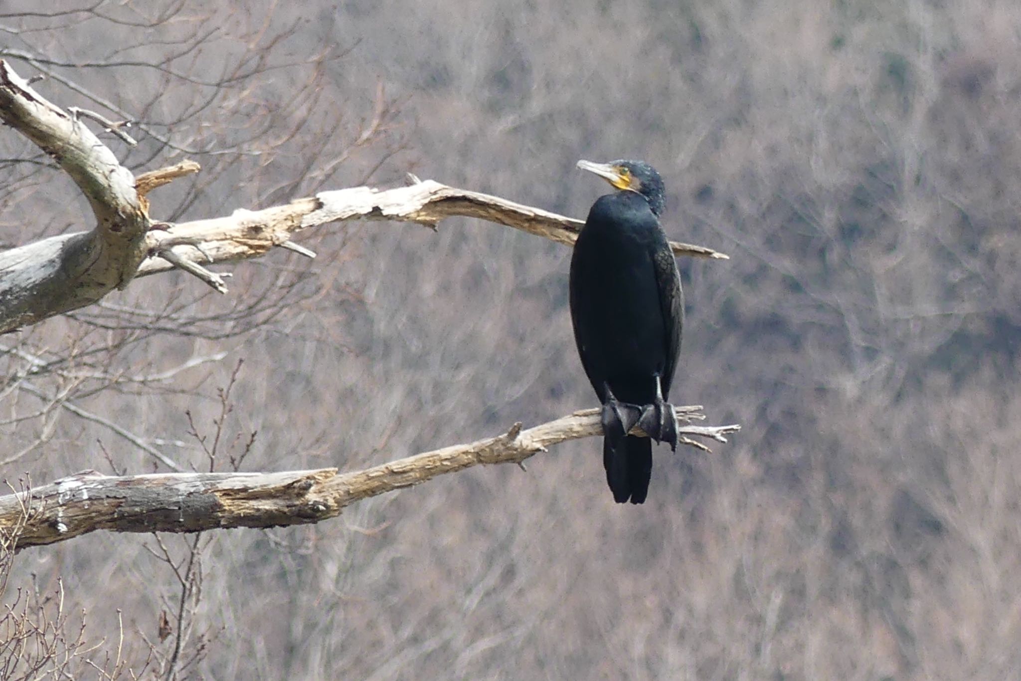 Photo of Great Cormorant at 小幡緑地 by azukimikan