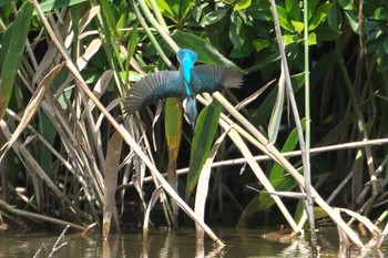 Wed, 6/12/2024 Birding report at 池子の森自然公園