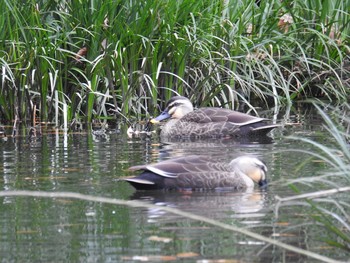 Eastern Spot-billed Duck 玉川 Sat, 1/12/2019