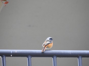 Daurian Redstart 玉川 Sat, 1/12/2019