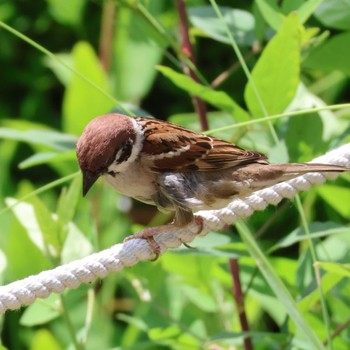 2024年6月11日(火) 都内の野鳥観察記録