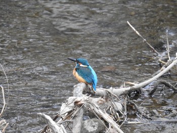 Common Kingfisher 玉川 Sat, 1/12/2019