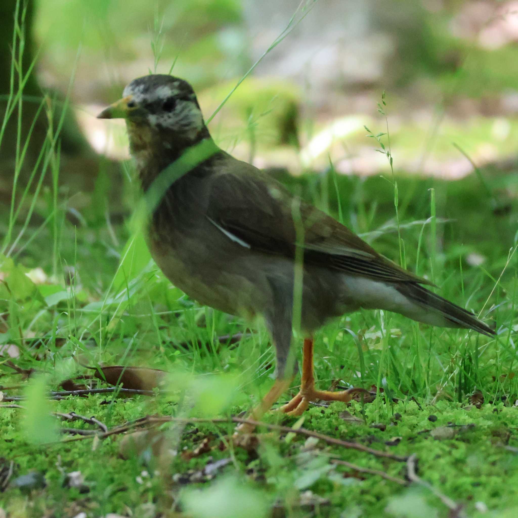 White-cheeked Starling