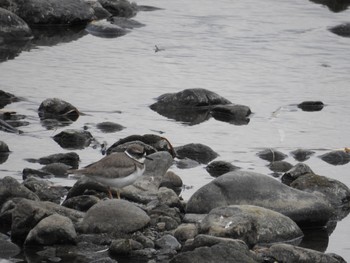 Long-billed Plover 玉川 Sat, 1/12/2019