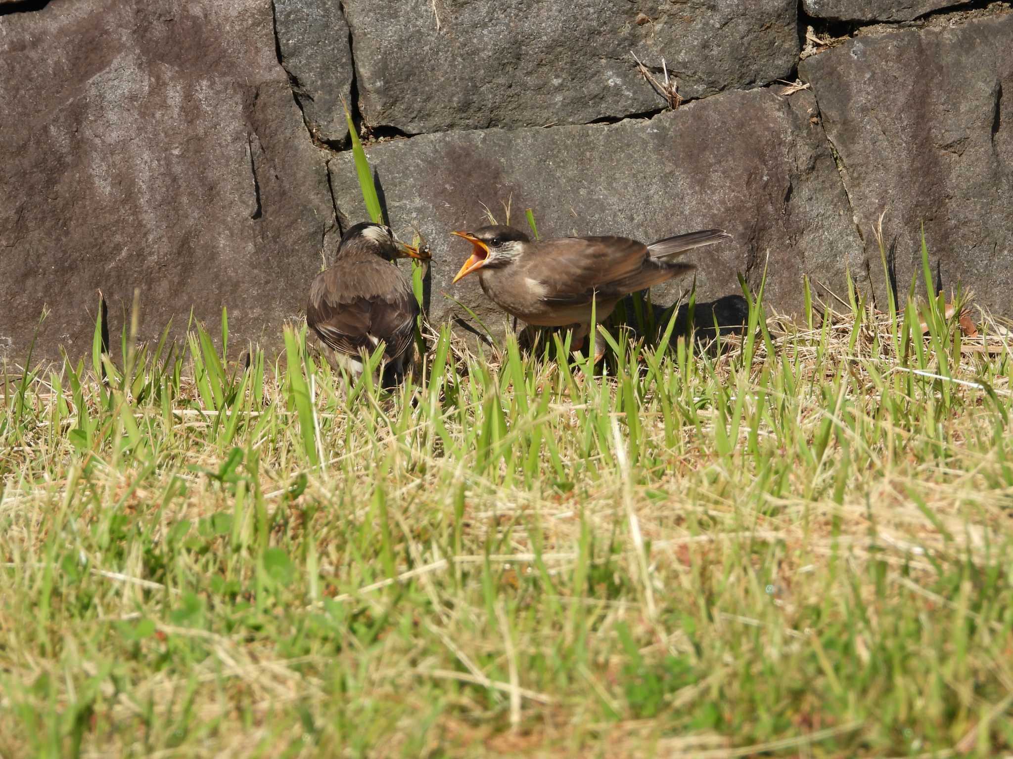 Photo of White-cheeked Starling at Kasai Rinkai Park by 鶲雀