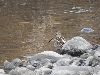 2019年1月12日(土) 玉川の野鳥観察記録