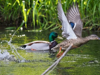 2024年6月12日(水) 福井緑地(札幌市西区)の野鳥観察記録