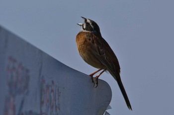 2024年6月8日(土) 奈良 竜田川、葛下川、大和川の野鳥観察記録