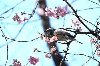 Fri, 3/15/2024 Birding report at 山梨県森林公園金川の森(山梨県笛吹市)