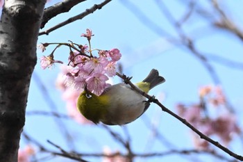 Tue, 3/19/2024 Birding report at 山梨県森林公園金川の森(山梨県笛吹市)