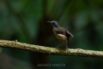 Wed, 6/5/2024 Birding report at Hala Bala Wildelife Sanctuary