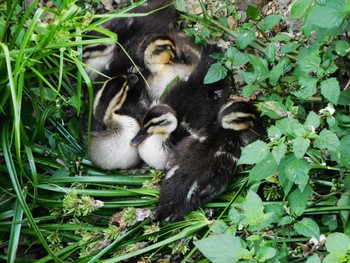 2024年6月12日(水) 平和の森公園、妙正寺川の野鳥観察記録