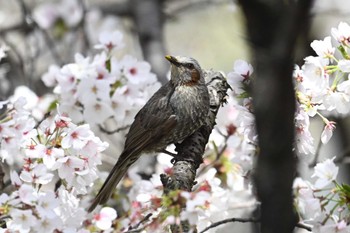 Wed, 4/10/2024 Birding report at 山梨県森林公園金川の森(山梨県笛吹市)