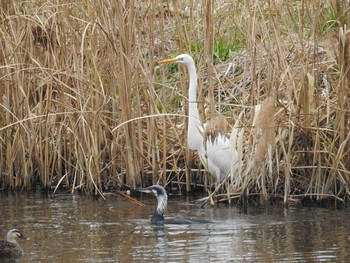 ダイサギ 玉川 2019年1月12日(土)