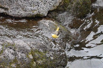 Sat, 4/27/2024 Birding report at 静岡県裾野市