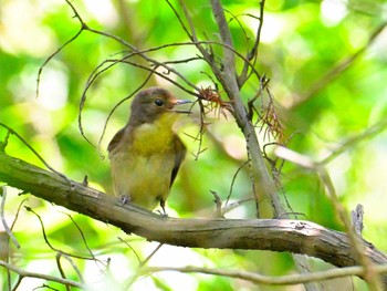 2024年6月12日(水) 大和民俗公園の野鳥観察記録