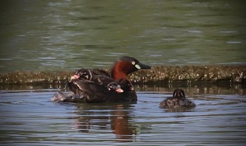 Sat, 6/8/2024 Birding report at Isanuma