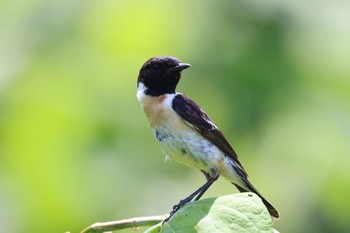 Wed, 6/12/2024 Birding report at 当別川河口