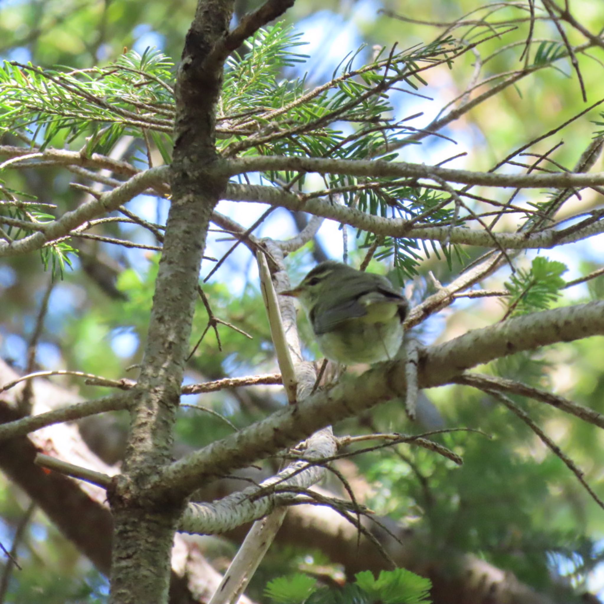 Japanese Leaf Warbler