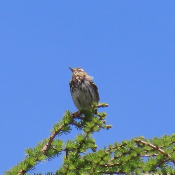 Wed, 6/12/2024 Birding report at 富士山須走口五合目