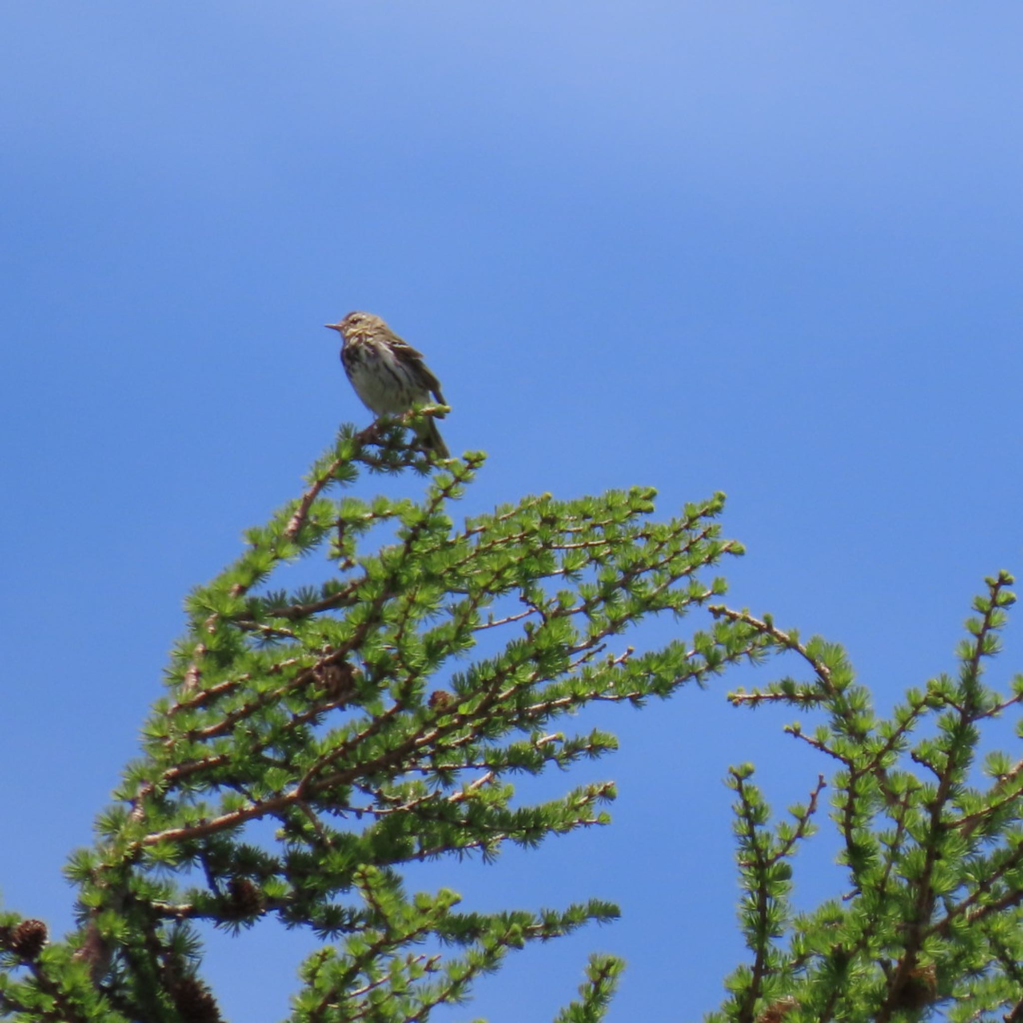 Olive-backed Pipit