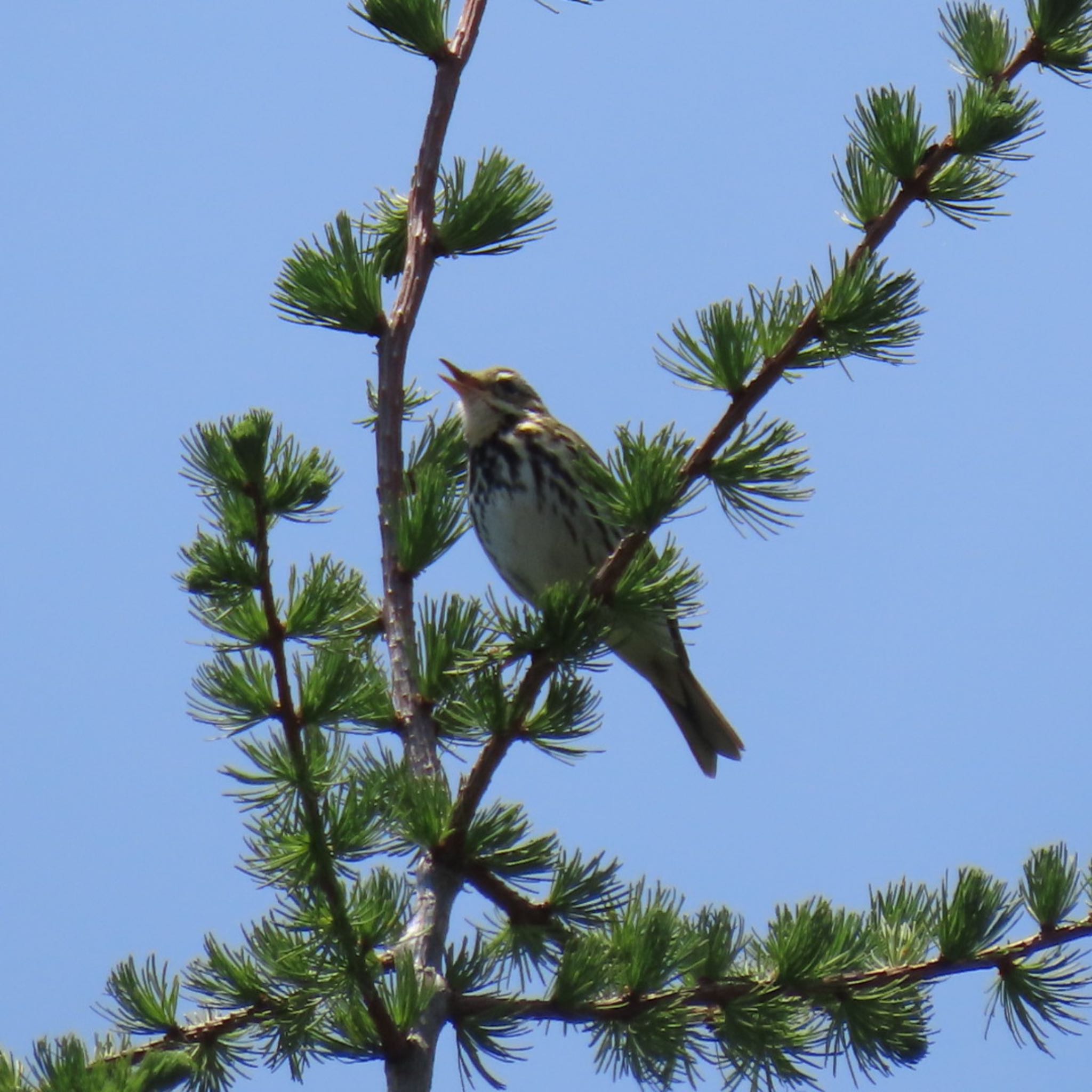 Olive-backed Pipit